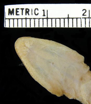 Media type: image; Herpetology R-39706